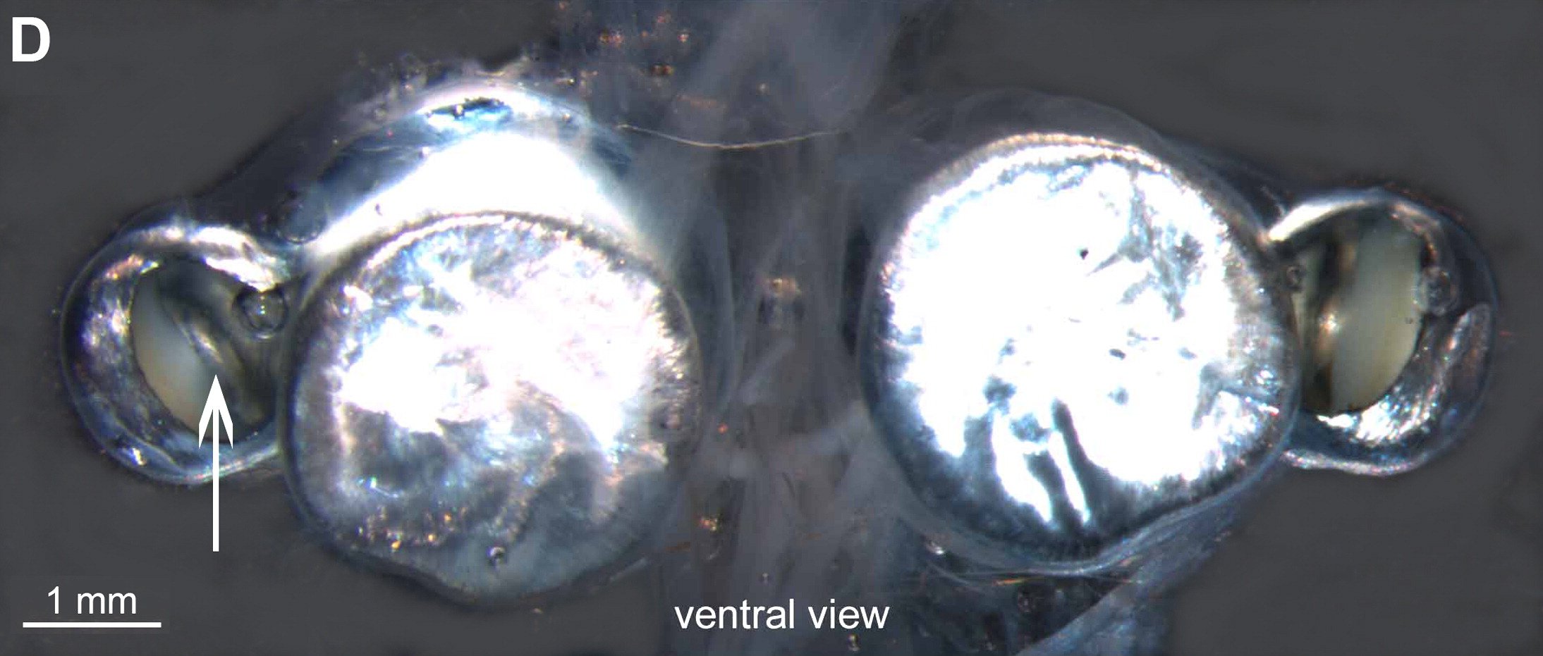  Figure 1. Surface Morphology of Dolichopteryx longipes (AC) Flash photographs of a recently captured D. longipes in both dorsal (A and B) and ventral (C) view. Note the yellow-orange eyeshine in the main tubular eyes in the dorsal view and the...