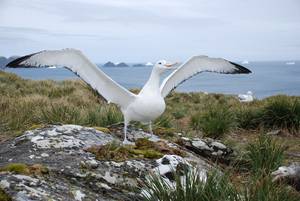 Male Wandering Albatross (Diomedea exulans).