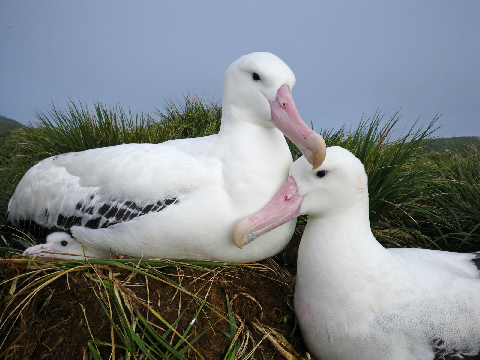 Wandering Albatross pair and chick at Bird Island, South Georgia