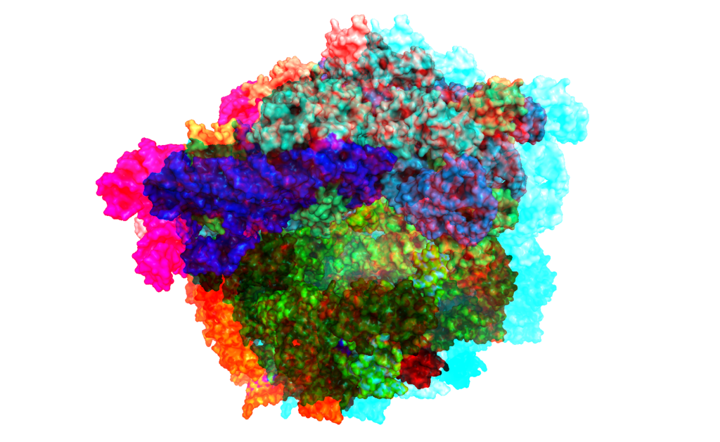 A ribosome - the molecular machine in our cells that makes proteins