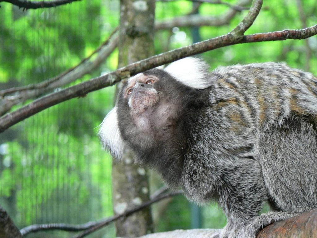 Common marmoset, callithrix jacchus