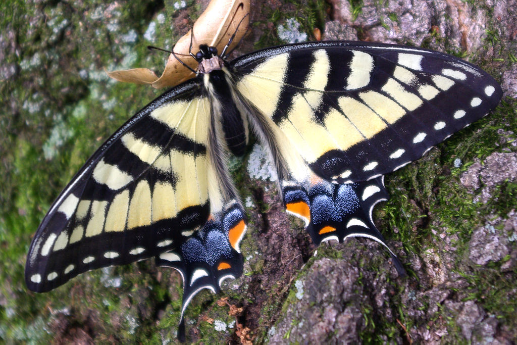 Female swallowtail butterfly