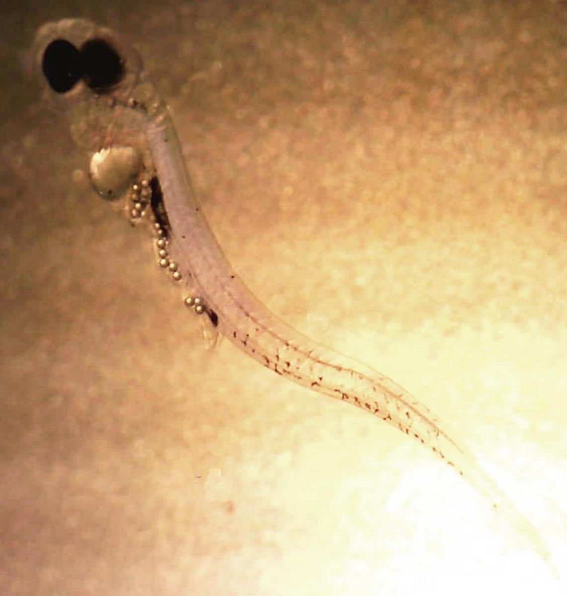 Fish larvae with belly full of microbeads