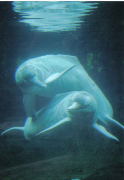 amazon dolphin