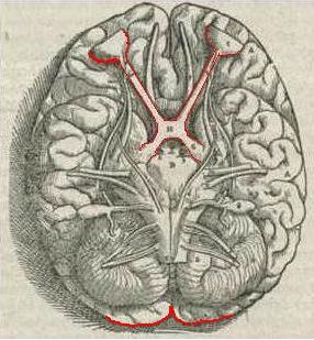 The optic chiasma - where the optic nerve fibres cross.