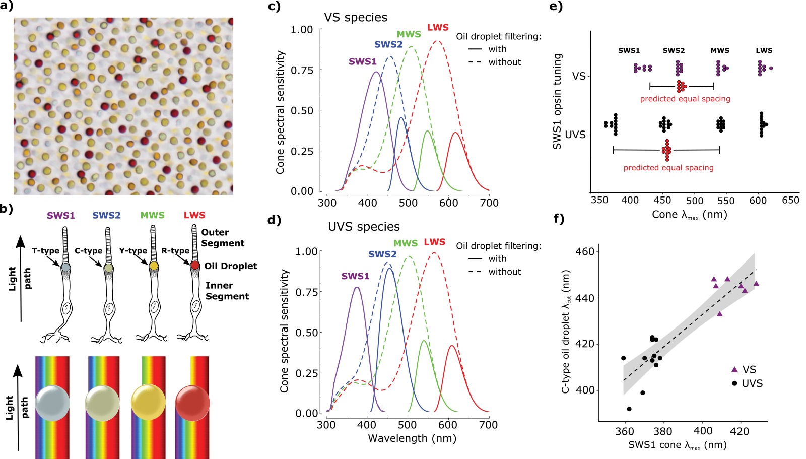 Birds tune their light sensitive cells to maximise the number of colours they see...