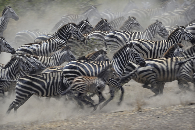 Zebras running