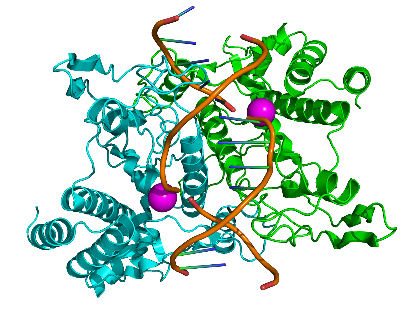 Structure of the homodimeric restriction enzyme EcoRI (cyan and green cartoon diagram) bound to double stranded DNA (brown tubes)