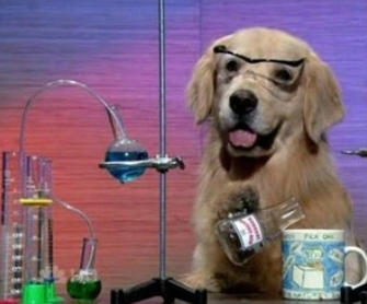 Dog scientist