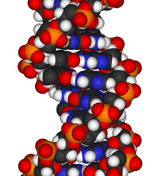 DNA fragment