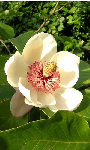 Magnolia Watsoni