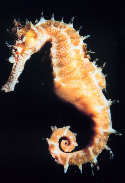 Seahorse - Hippocampus sp.
