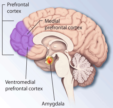 Brain and amygdala