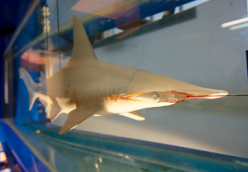 Model shark in flow tank