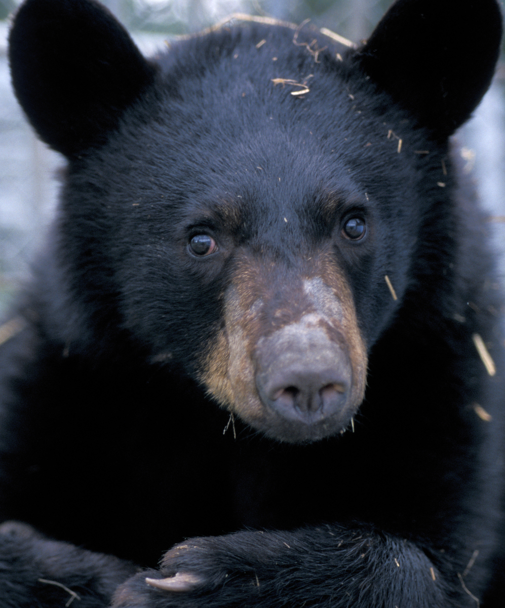 A young male American black bear after emergence from hibernation.