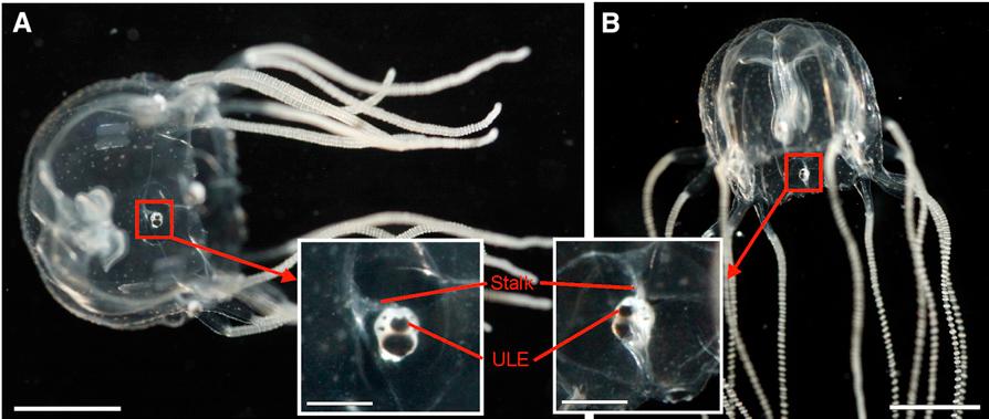 Box Jellyfish - Tripedalia cystophora