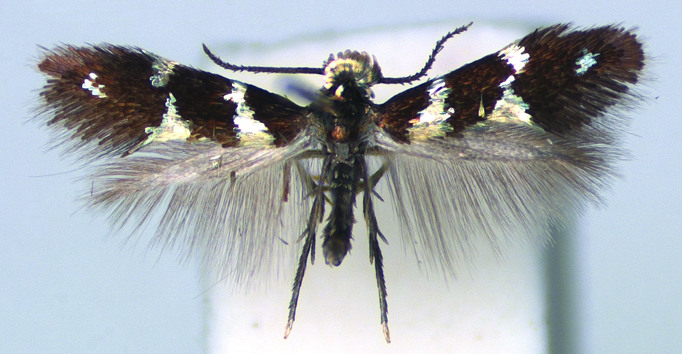 Leafminer moth