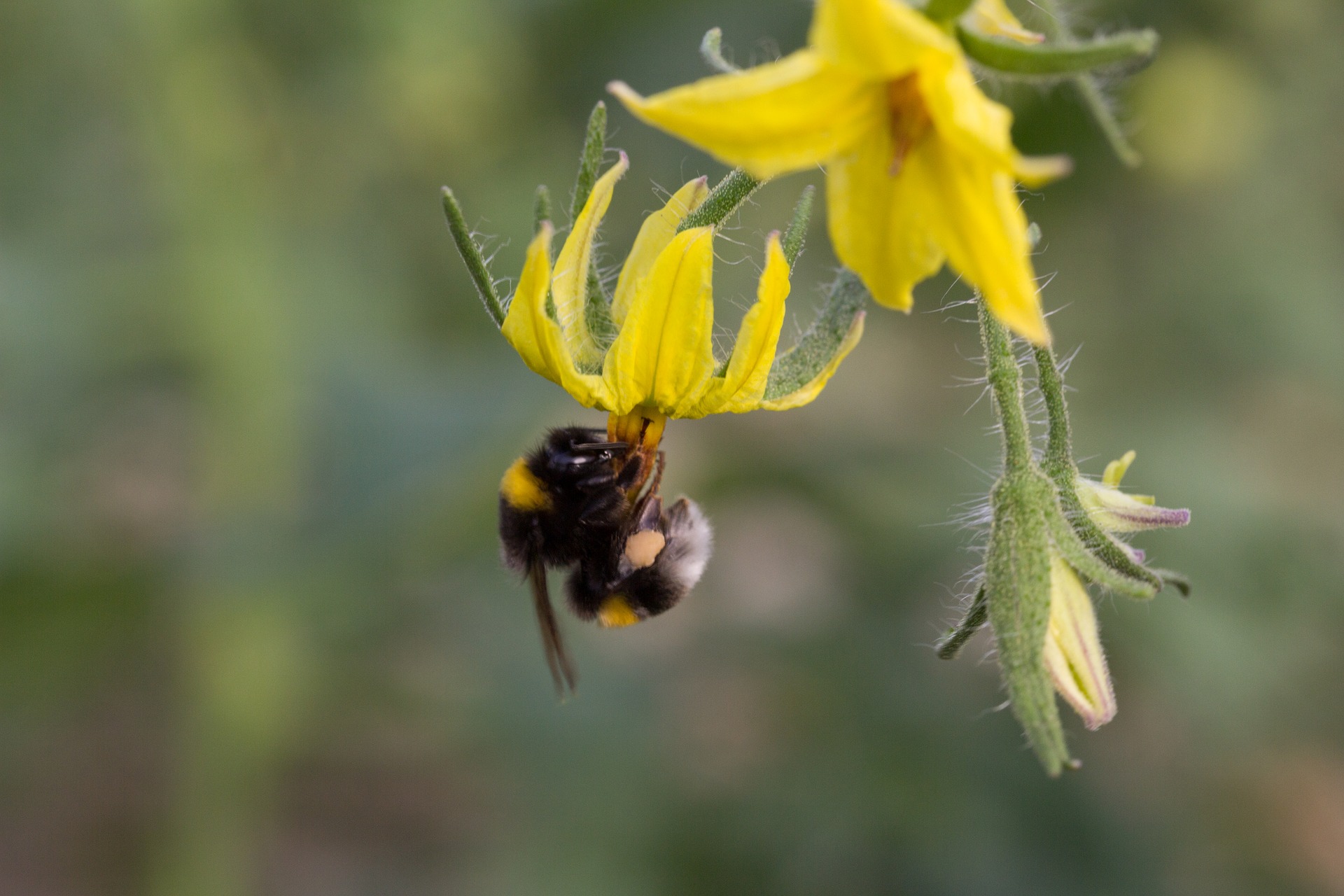 Bumblebee pollinates tomato flower
