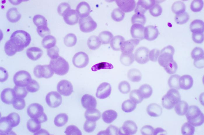 Malaria parasite