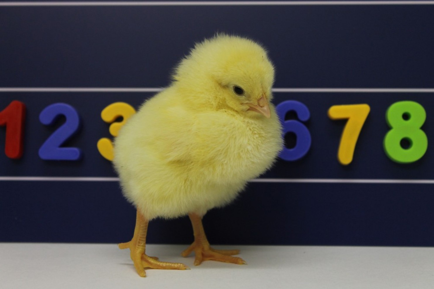 Counting chick