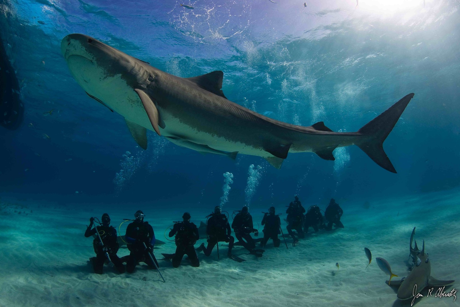 Tiger Shark dive tourism