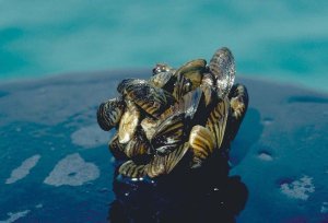 Zebra mussel cluster. Photo taken by D. Jude, Univ. of Michigan.