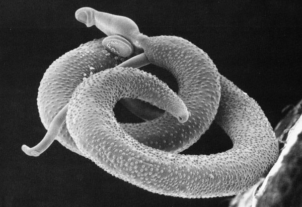 Schistosoma worm
