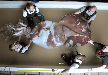 Colossal Squid Dissection