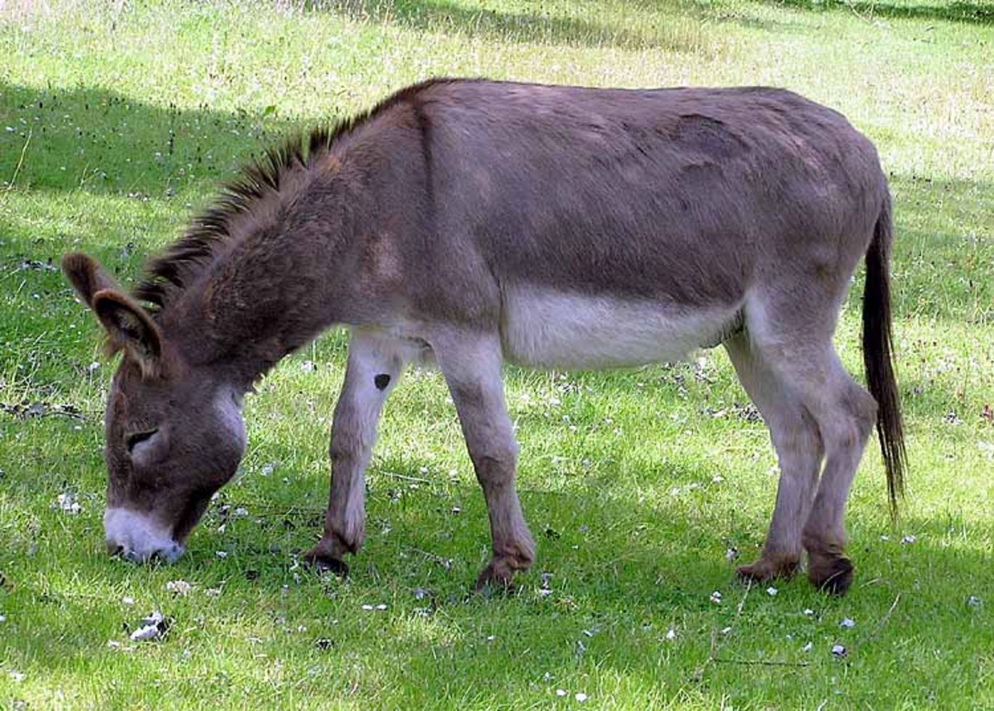 Donkey. 