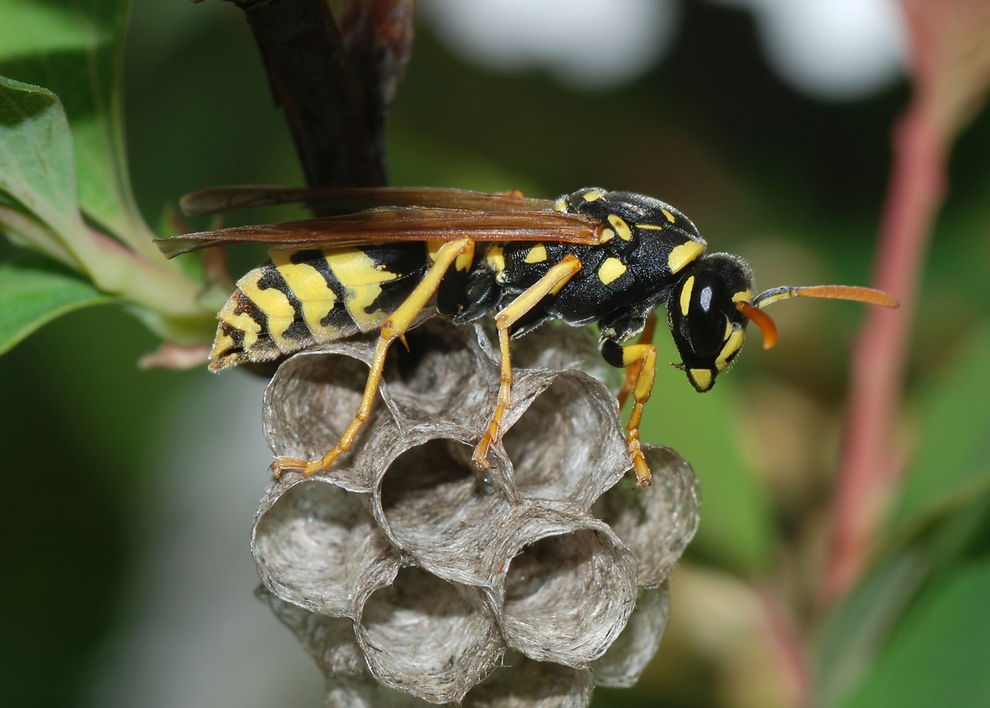 A paper wasp queen (Polistes dominulus) creating a new colony