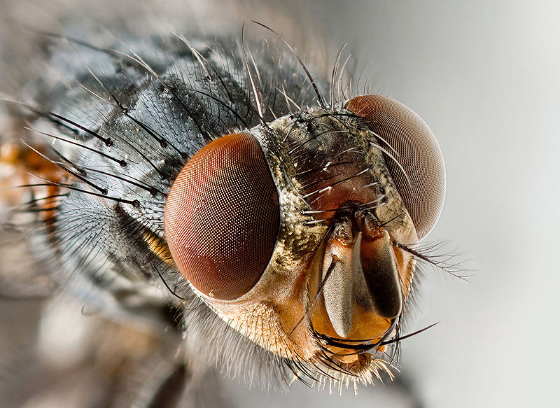 Sarcophagidae Fly