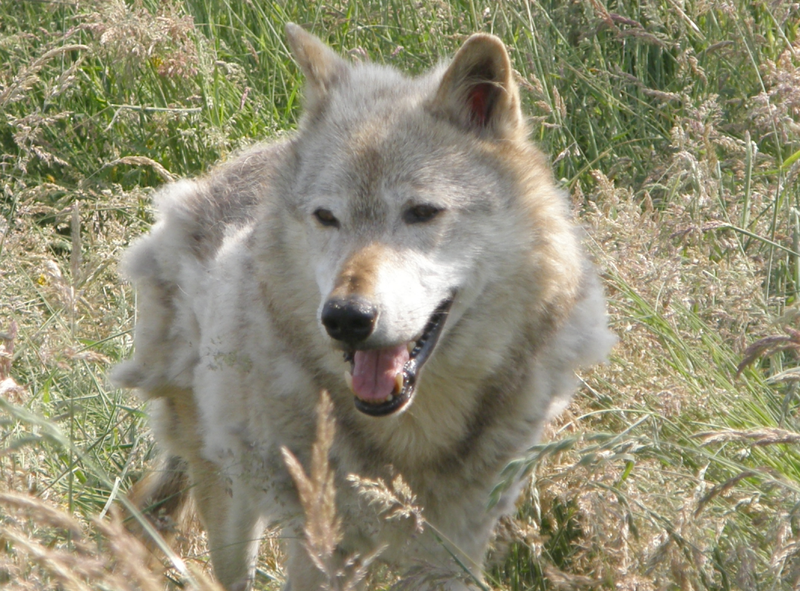 Kodiak, a 13-year-old captive North American wolf at the UK Wolf Conservation Trust in Berkshire, England.