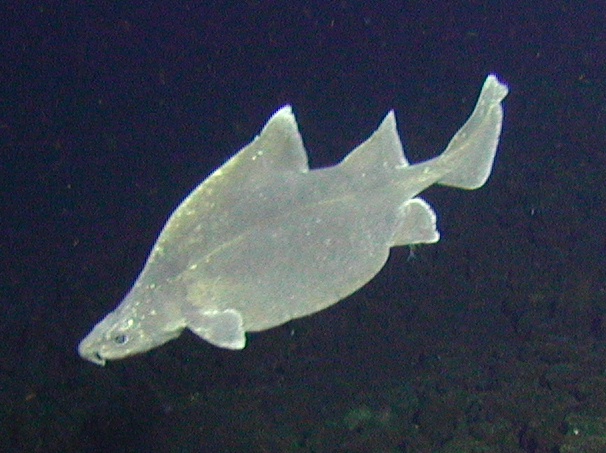 Prickly dogfish