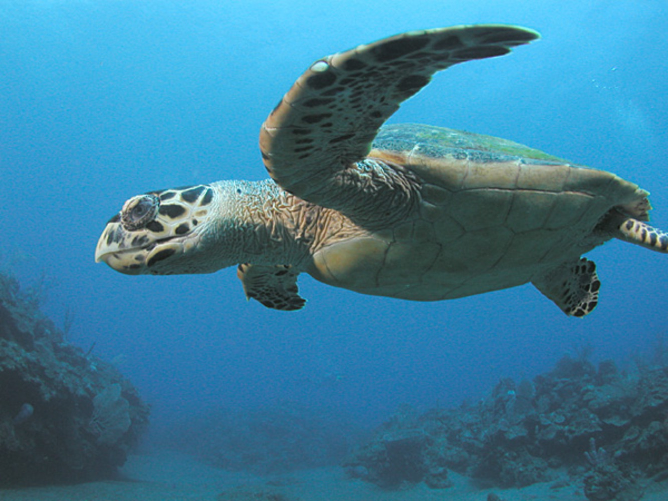 Hawksbill Turtle, Saba, Netherlands Antilles. Image taken by Clark Anderson/Aquaimages.