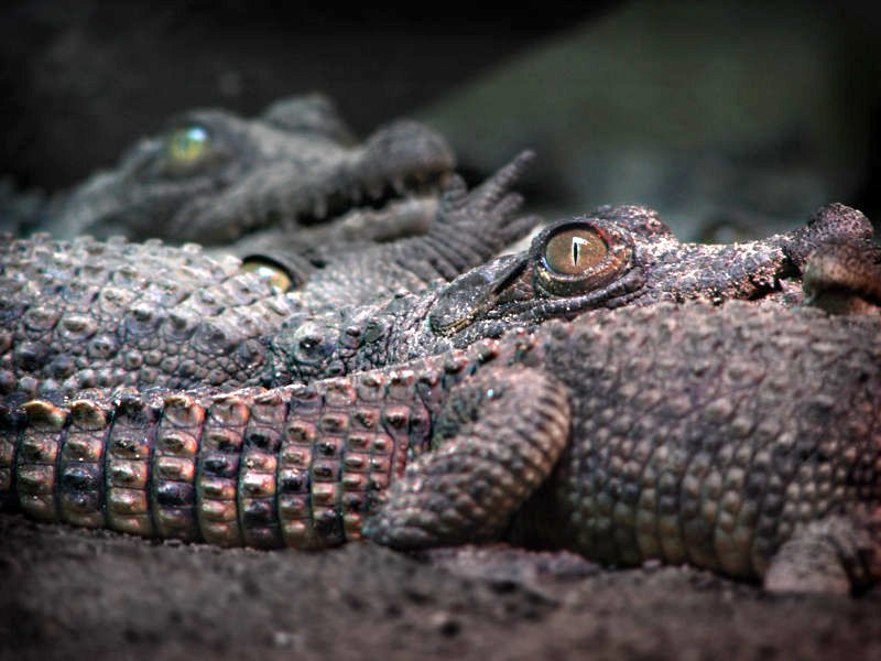 Baby Crocodiles