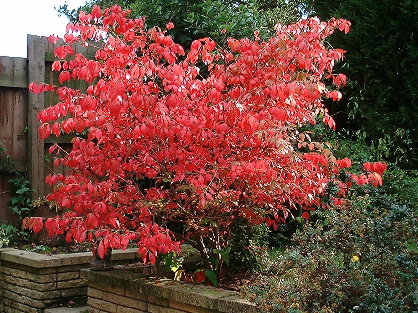 Euonymus alatus compactus in autumn colour