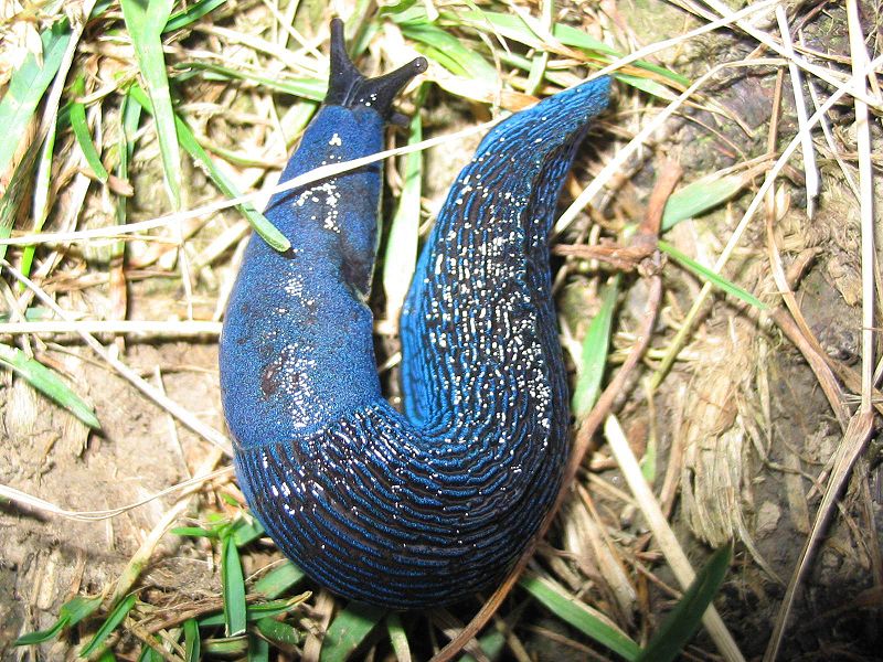 Blue Slug