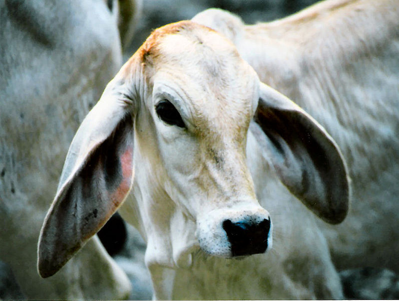 Brahman cow