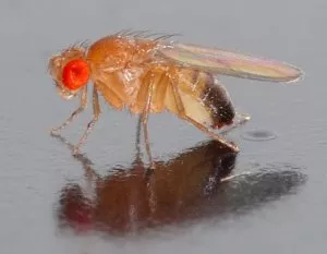 Drosophila melanogaster fly