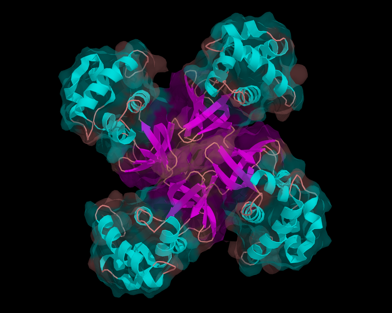 A DNA helicase (Ruva protein) from a bacterium, Escherichia coli