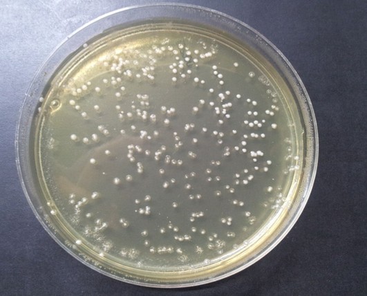 Yeast in petri dish