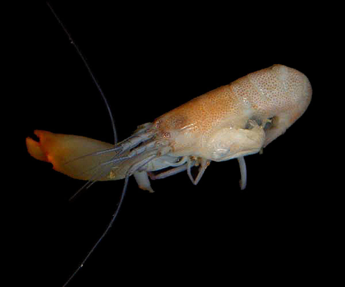 snapping Shrimp