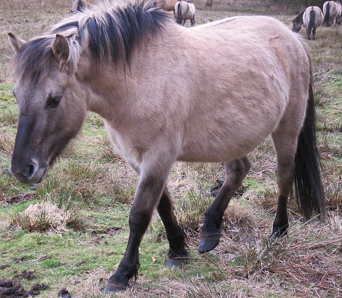 Konik, displaying dorsal line & other physical features