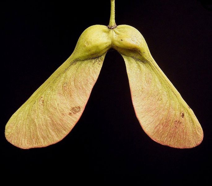 Acer pseudoplatanus - Helicopter Seeds