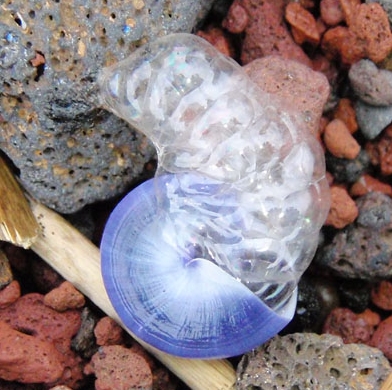 Janthina bubble snail