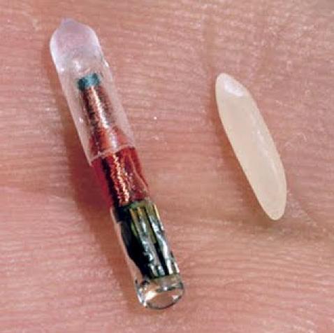 RFID microchip compared with a grain of rice