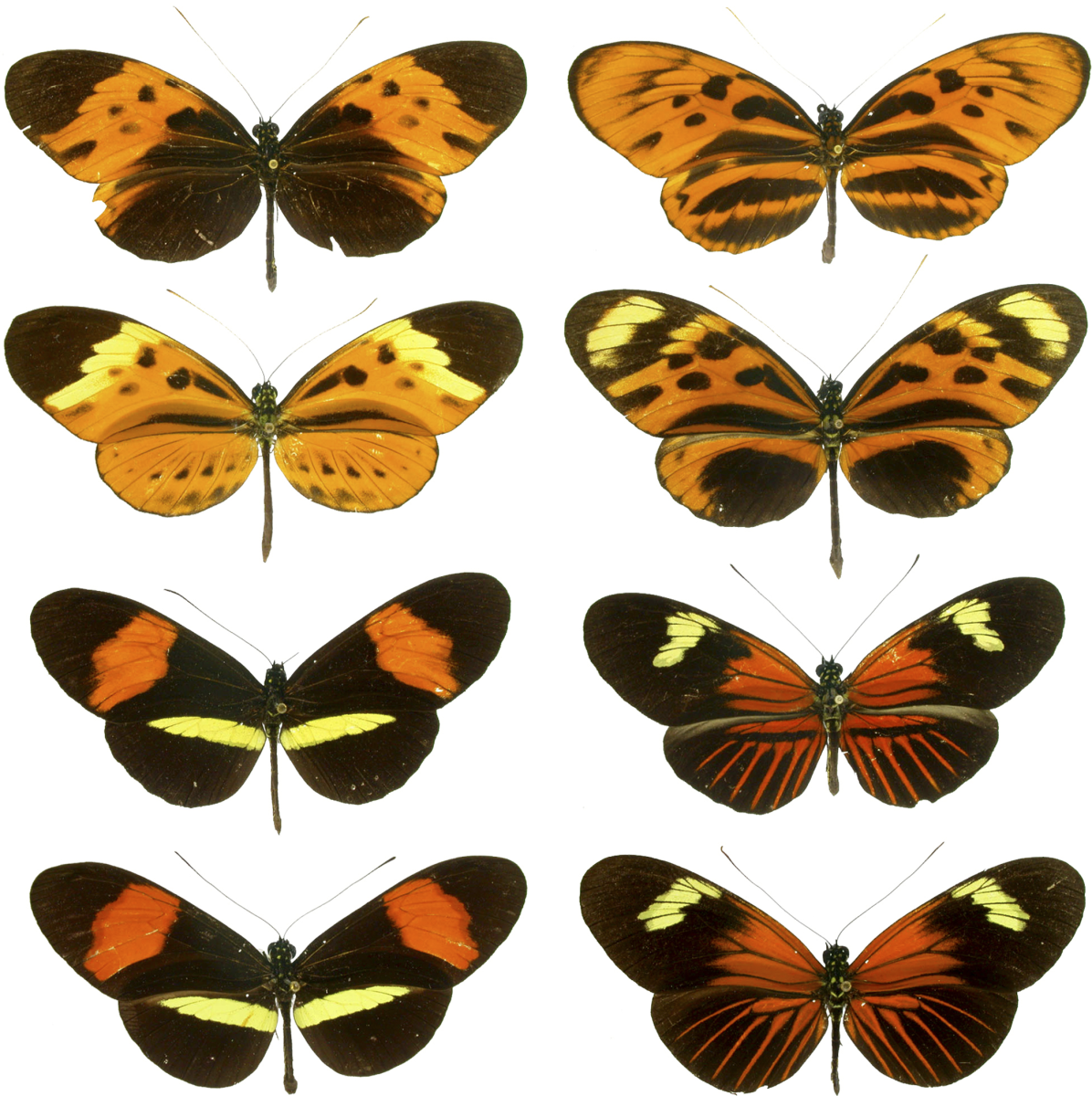 Butterfly mimicry