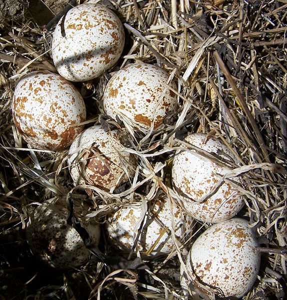 Several quail eggs