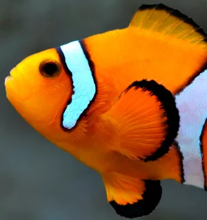 Orange clownfish, Amphiprion percula
