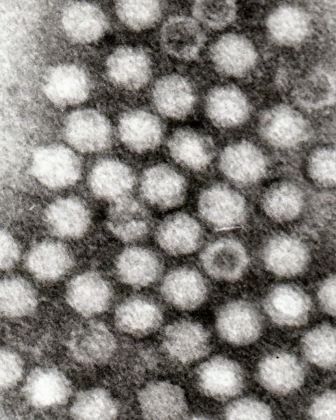Adeno Associated Viruses